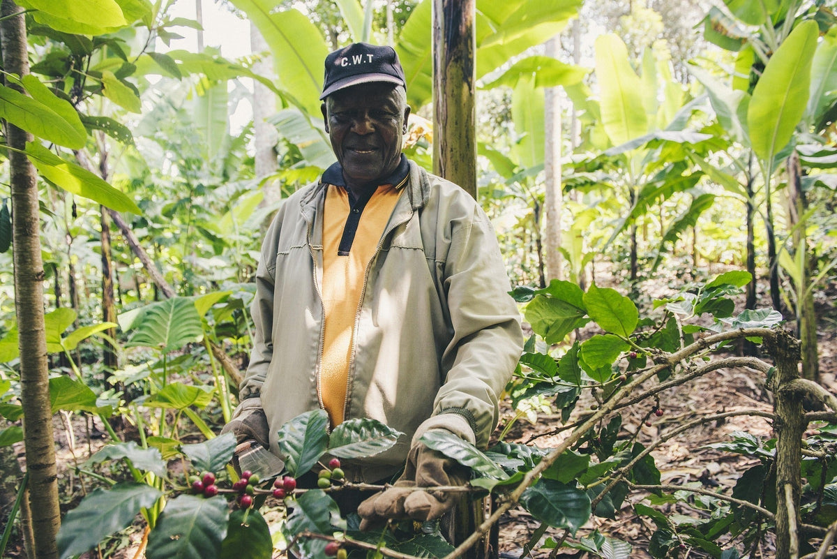 Kaffee aus Afrika