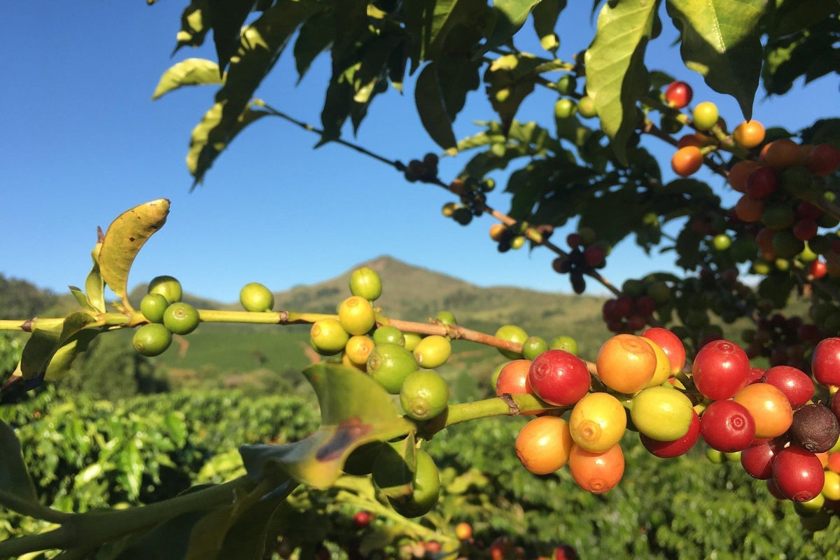 Kaffee aus Brasilien